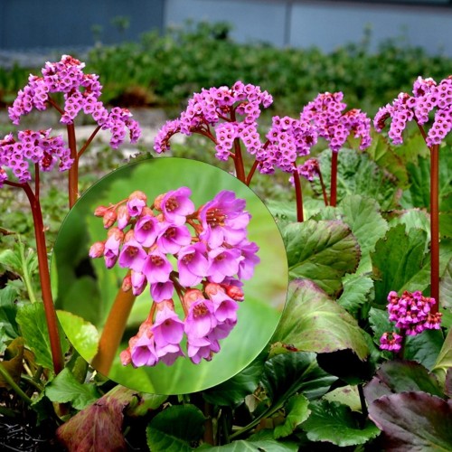 Bergenia 'Rotblum' - Bergeenia 'Rotblum' P9/0,55L